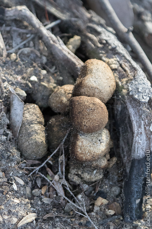 wombat poop